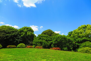 青空と緑の木々でいっぱいの昭和記念公園の風景8