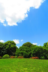 Fototapeta na wymiar 青空と緑の木々でいっぱいの昭和記念公園の風景7
