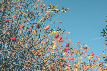 Rosehip on a bush in autumn season.