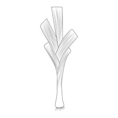 leek outline in cartoon style, leek outline for coloring isolated on white background