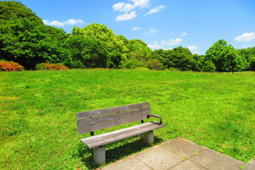 Fototapeta premium 青空と緑の木々でいっぱいの昭和記念公園の風景6