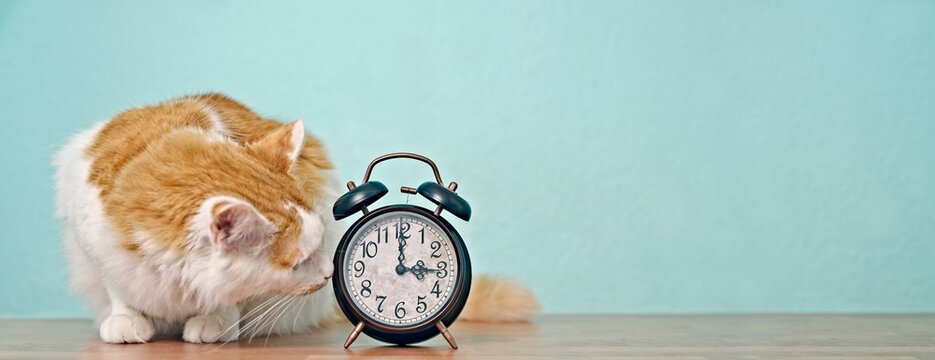 Funny tabby cat looking curious to a retro alarm clock on the table. Panoramic image with copy space.