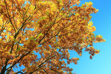 yellow tree crown background top, fall leaves majestic