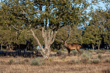 Cervus elaphus. Beautiful male red deer with antlers during the rut.
