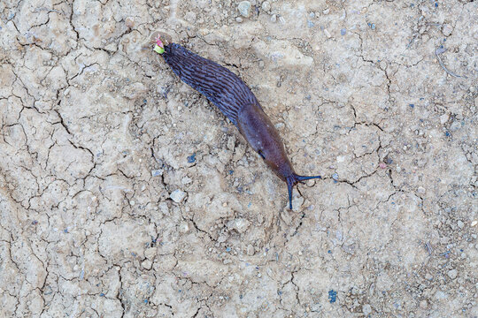 Common slug crawling on dry land. Arion ater.