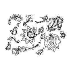 Set of elements for the design of botanical illustration. Black and white drawing.