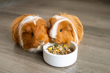 Two long-haired guinea pigs eat food from a plate indoors
