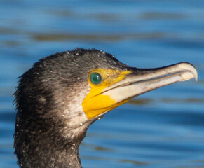 Kormoran