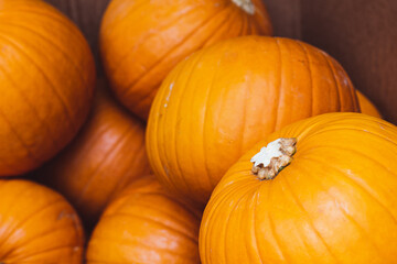Orange pumpkins in box at supermarket for Halloween holiday