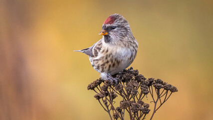Small bird redpoll sitting on a plant