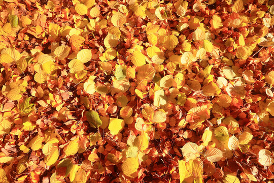 yellow fallen leaves abstract background, calendar golden fall
