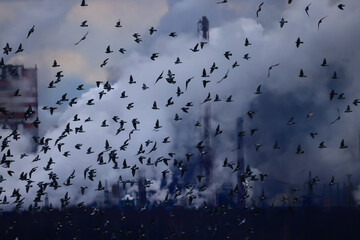 birds a lot of smoke air pollution plant nature ecology