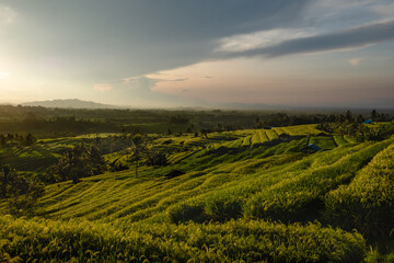 Fototapeta na wymiar Jatiluwih - rice terraces at sunrise, Bali