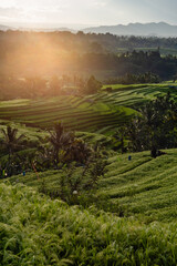 Jatiluwih - rice terraces at sunrise, Bali