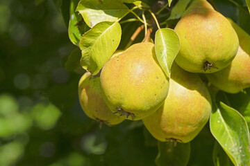 Branch of ripe organic cultivar of pears close-up in the summer garden