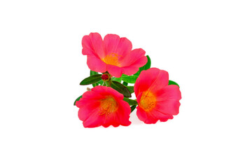 Obraz na płótnie Canvas Pink Flower, Moss rose purslane flower isolated on white background