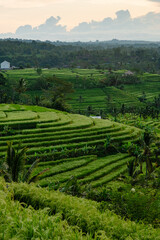 Fototapeta na wymiar Jatiluwih - rice terraces at sunrise, Bali