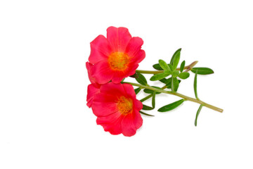 Pink Flower, Moss rose purslane flower isolated on white background
