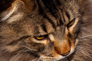 Maine Coon cat named Fedor portrait. Kharkov, Ukraine