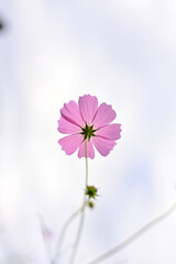 曇り空に透けるコスモスの花