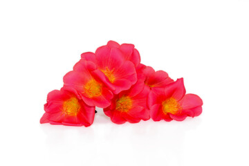 Pink Flower, Moss rose purslane flower isolated on white background