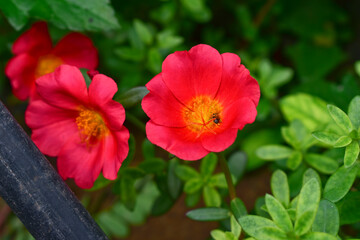 Pink Flower, Moss rose purslane flower on the garden