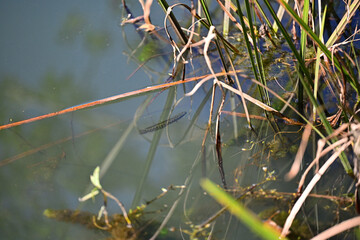 のんびり漂うライギョの幼魚