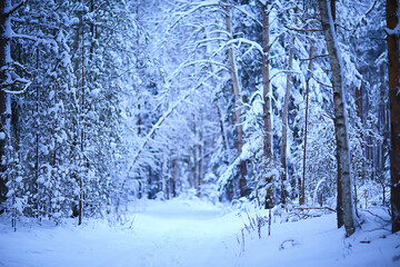 coniferous forest covered with hoarfrost background, winter landscape snow trees