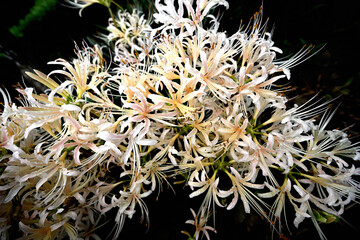 密生している白い彼岸花