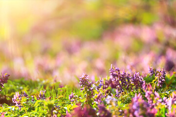 Corýdalis flower ornamental, wallpaper spring, ecology