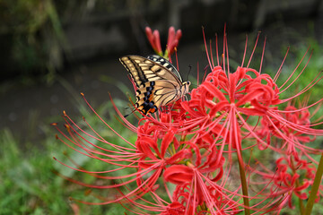 真っ赤な彼岸花に止まるアゲハチョウ