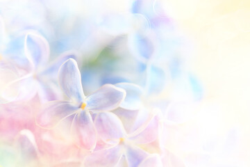 background pink flowers lilac, spring season romantic