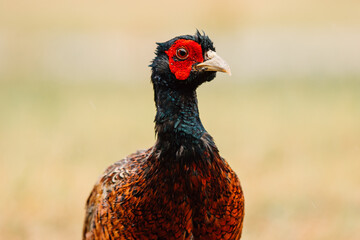 Close up of a wild Pheasant during the day somewhere in nature, male animal, Ameland, The Netherlands
