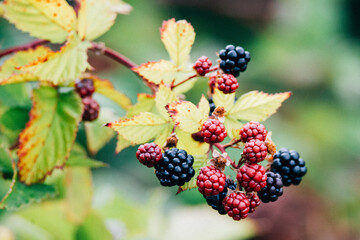 Wild blackberries at the end of summer