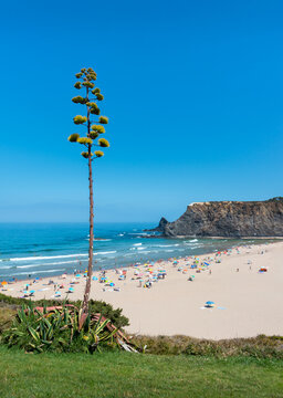 Vertical picture of the beach with agave flower at Odeceixe, Algarve, Portugal. Focused foreground