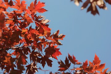 red maple leaves