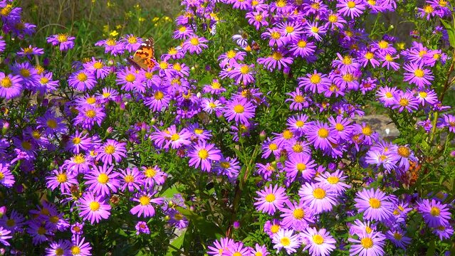 Butterfly painted lady (Vanessa cardui) collects nectar from autumn flowers Aster in the garden