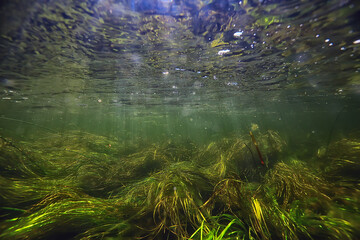 green algae underwater in the river landscape riverscape, ecology nature