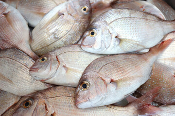 沢山の小鯛の写真