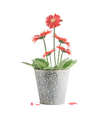 Isolated of beautiful potted gerbera flowers