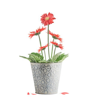 Isolated Of Beautiful Potted Gerbera Flowers