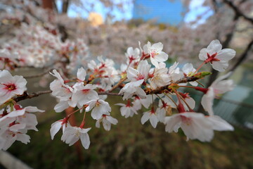 大阪城　大阪　日本