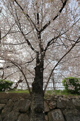 Obraz premium 大阪城 大阪 日本