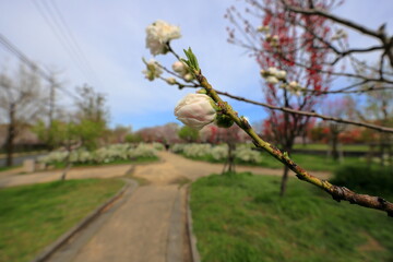 大阪城　大阪　日本