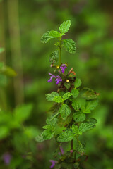 Wild mint flower isolated