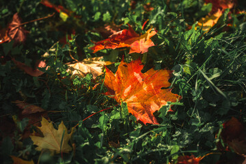 Fallen autumn leaves on grass
