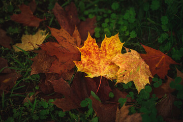 Fallen autumn leaves on grass
