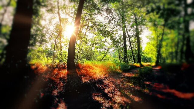 sunlight through the trees of the forest