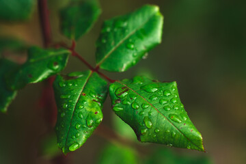 Close-up of rain drops on a leaf