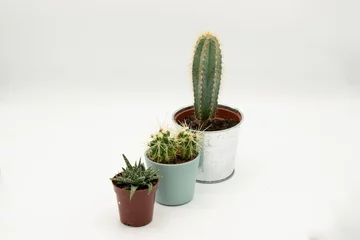 Glasschilderij Cactus in pot Cacti isolated on white background